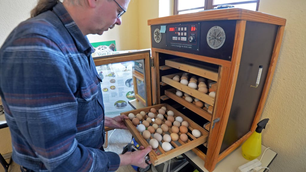 Alexander Beck bestückt den automatischen Brutapparat. 120 unterschiedliche Eier kommen hinein.