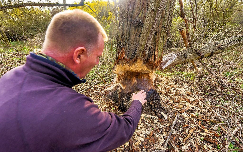 Axel Ritzer zeigt die Schäden, die die Biber nahe der Saale anrichten.