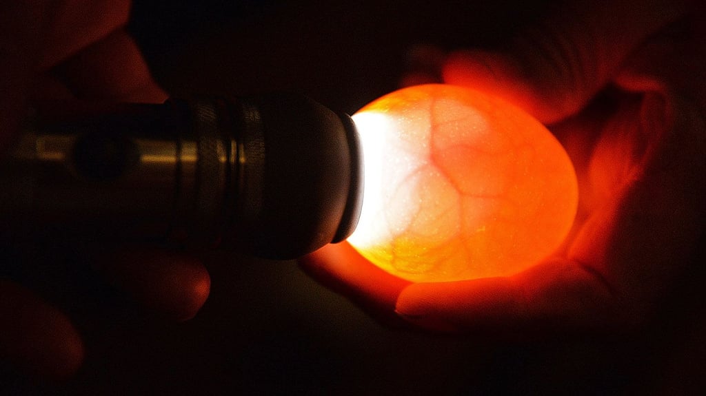 Mit einer Schierlampe werden die Eier durchleuchtet. Sind sie befruchtet?