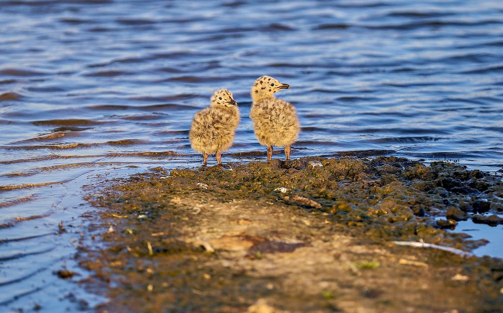 Beim Besuch der MZ auf der Brutvogelinsel 2019 war die Welt dort noch in Ordnung.