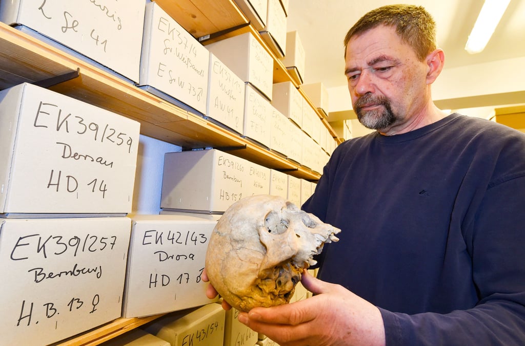 Andreas Geisler, Leiter der Prähistorischen Sammlung, betrachtet den Schädel eines Mannes aus dem Mittelalter, der bei Drosa gefunden wurde.
