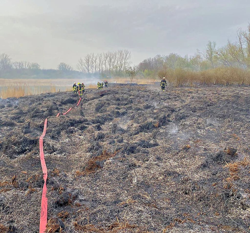Großeinsatz der Feuerwehren Hunderte Meter Schilf am Wiendorfer Teich