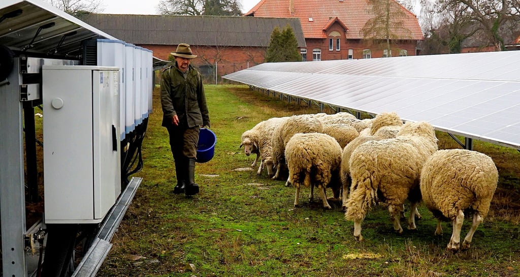 Grünflächennutzung und Stromgewinnung können bei Roßdorf eine gewinnvolle Verbindung eingehen, geht es nach den Visionären von Katte und Dr. Khajavi. In Körbelitz bei Burg ist das jetzt schon der Fall, hier weiden immer wieder Schafe.