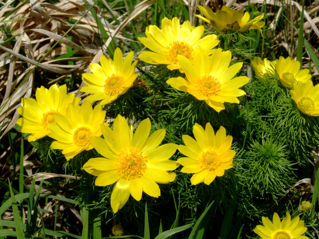 Selten in der Natur zu finden: ein Frühlings-Adonisröschen.