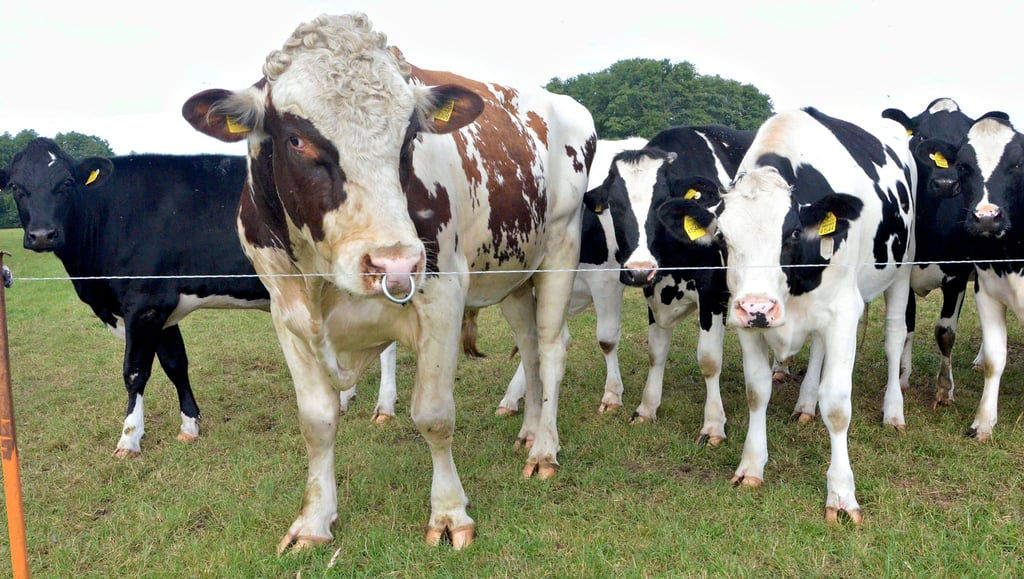 Die Jungrinder und trockenstehende Kühe der Agrarerzeugergemeinschaft Pretzier sind vom Frühjahr bis zum Herbst auf der Weide. Futter hat sich in der Tierhaltung erheblich verteuert.