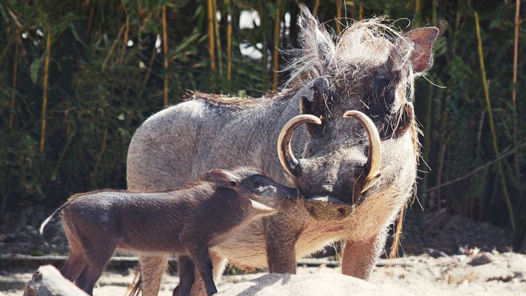 Zwischen der Afrikasavanne und dem Giraffenhaus gibt zu Ostern im Zoo Magdeburg ein Jungtierpärchen zu bestaunen.