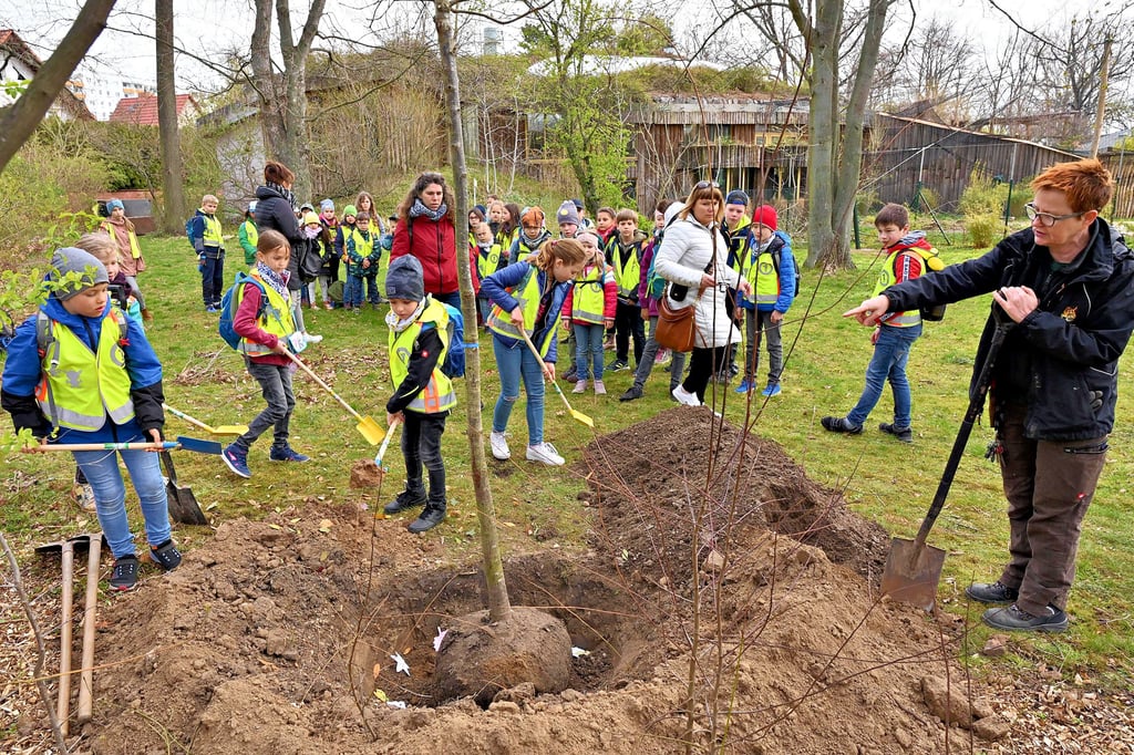 Gemeinsam mit Gärtnermeisterin Susanne Triebe setzten die Kinder den Baum in ein Erdloch im Zoo Magdeburg.