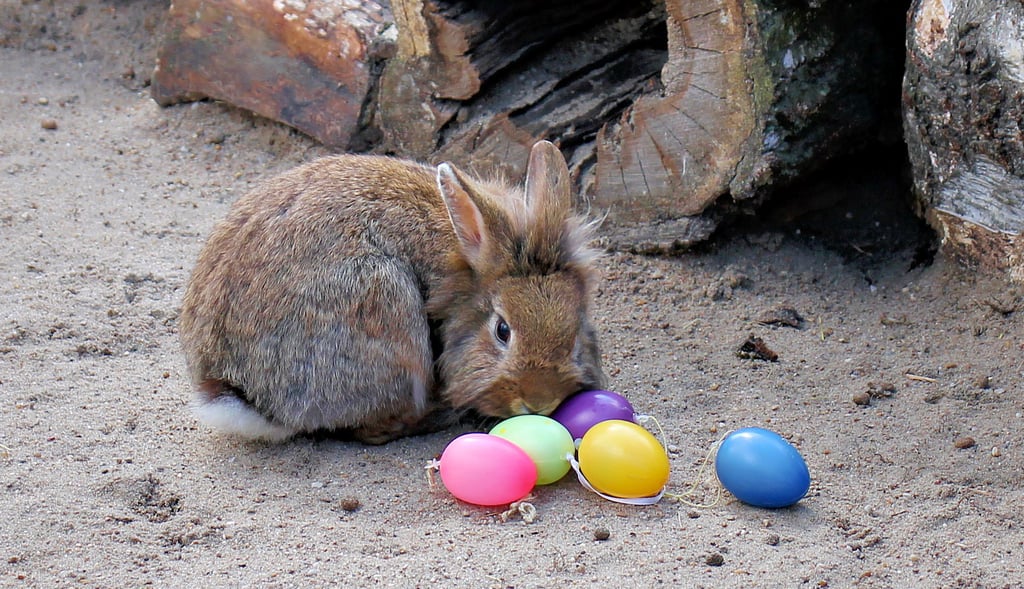 Ein Kaninchen im Wildpark Weißewarte sortiert die Ostereier.
