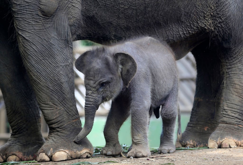 Der Sumatra-Elefant Lanang sucht die Nähe seiner Mutter Terry im Zoo von Bali.