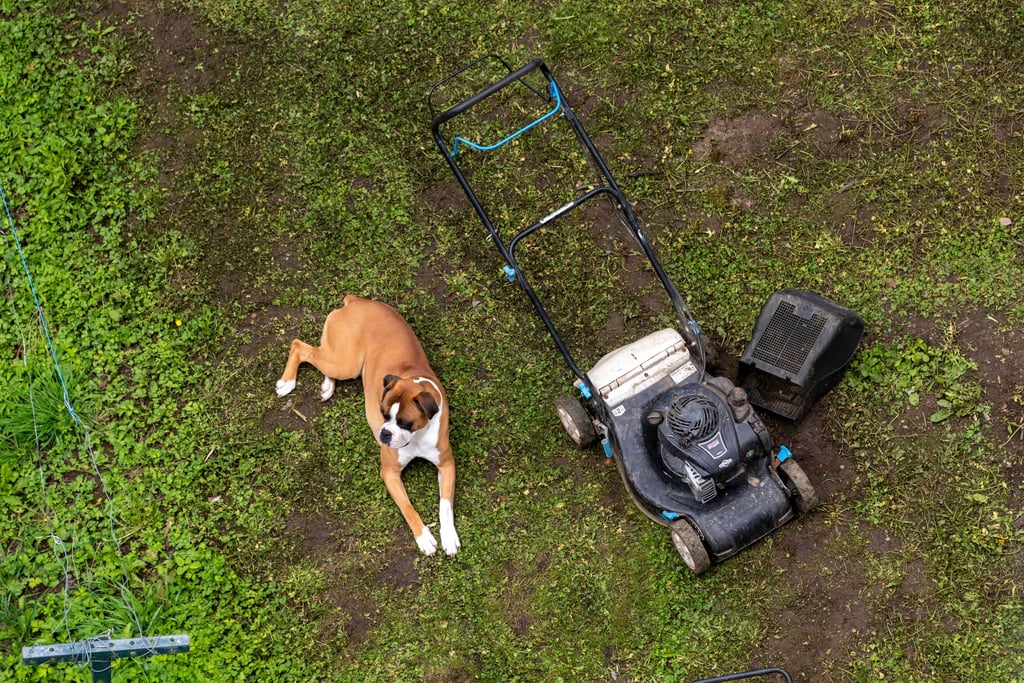 Ein Hund liegt neben einem Rasenmäher: In Thüringen ist ein Streit ums das Rasenmähen eskaliert.