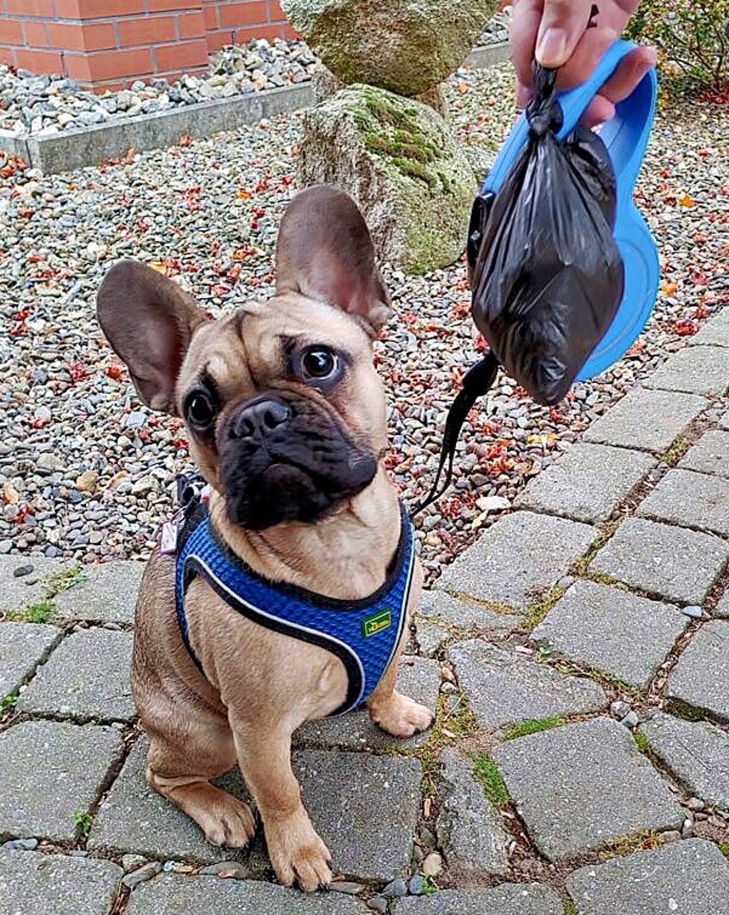 Hundekotbeutel sollte jeder Halter für seinen vierbeinigen Freund dabei haben.