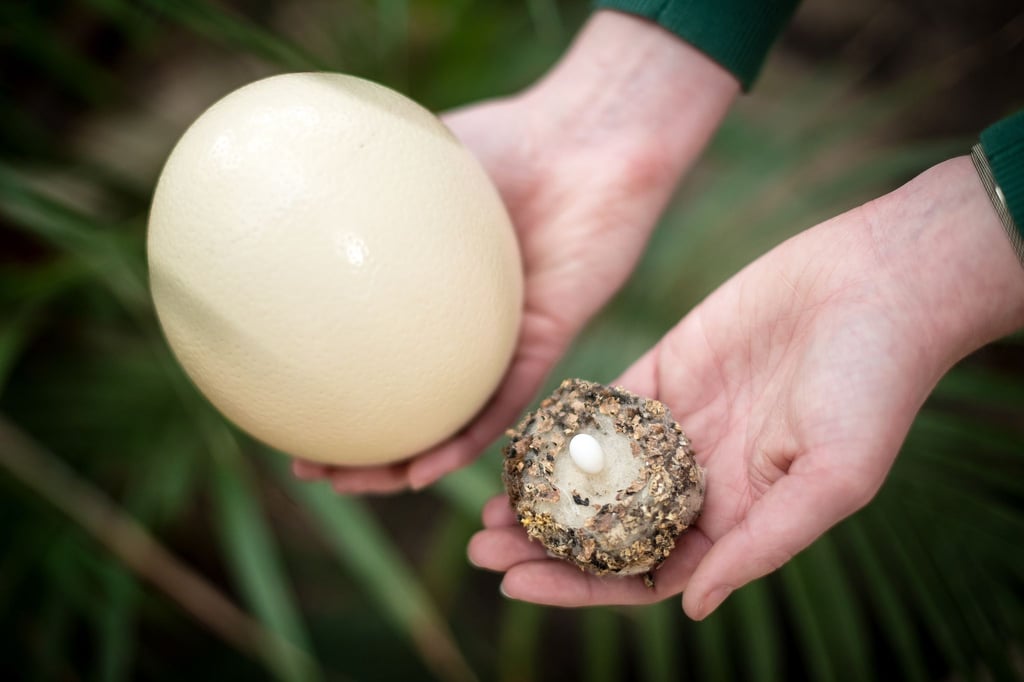 Im Vogelpark Walsrode lässt sich viel über Vogeleier lernen. Eine Mitarbeiterin hält das kleine Ei eines Kolibris in einem Nest und das große Ei eines Straußes in den Händen.