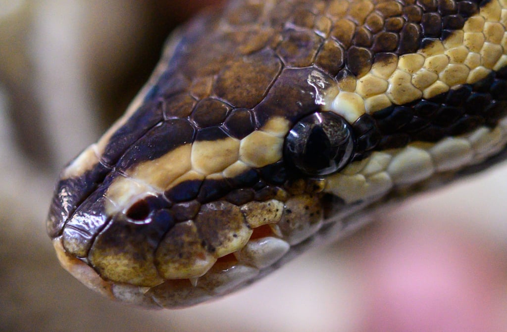 Pythons sind ungiftig und töten ihre Beute dadurch, dass sie sie umschlingen.