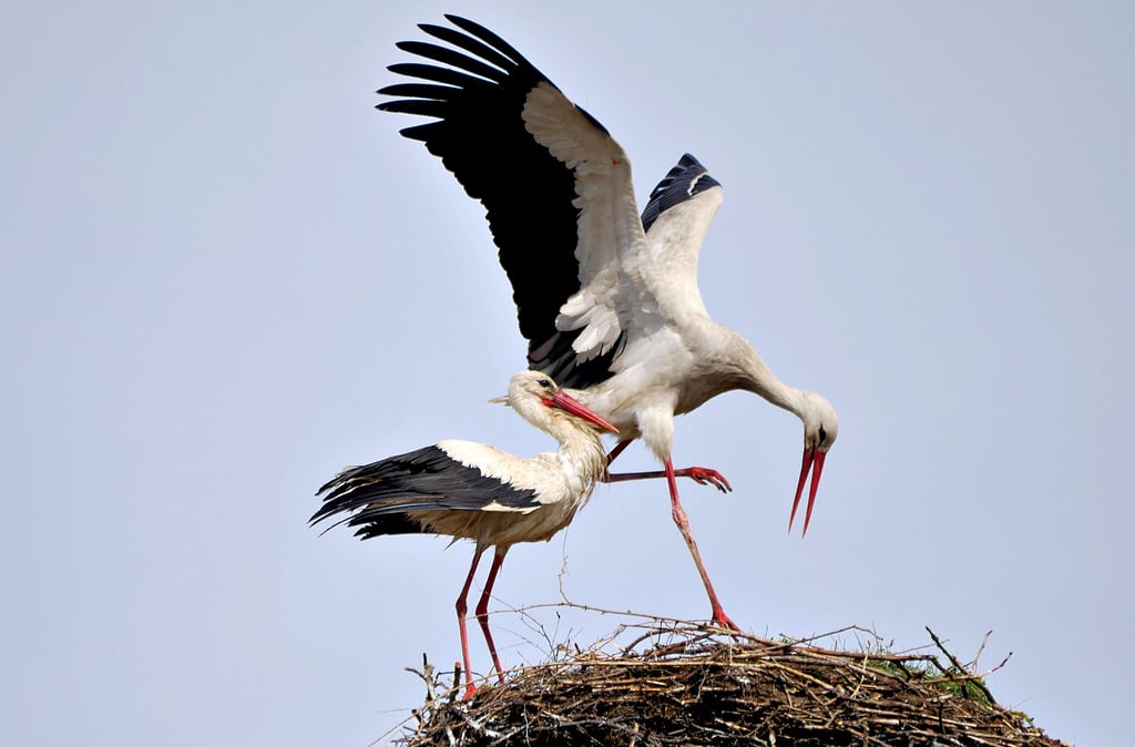 Inzwischen hat sich Familie Storch von der langen Reise erholt und balzt schon kräftig. Die Kuhlhausener hoffen, dass sich bald Nachwuchs einstellt. Im vorigen Jahr gab es vier Jungstörche.