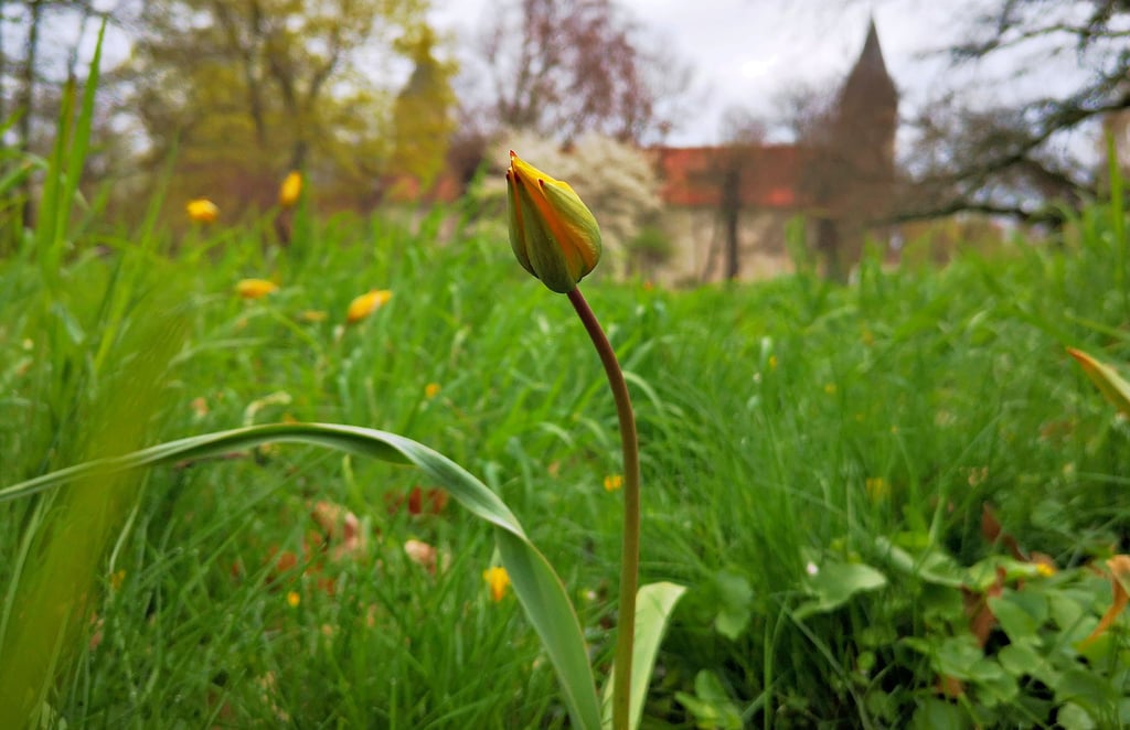 Wildtulpen gibt es derzeit im Hessener Schlosspark zu entdecken. Wie besonders die gelben Blüten sind, berichten Mitglieder des Fördervereins am Sonntag. Zudem laden sie zu einer Pflanzenbörse ein und bereiten für die Besucher einen Imbiss vor.