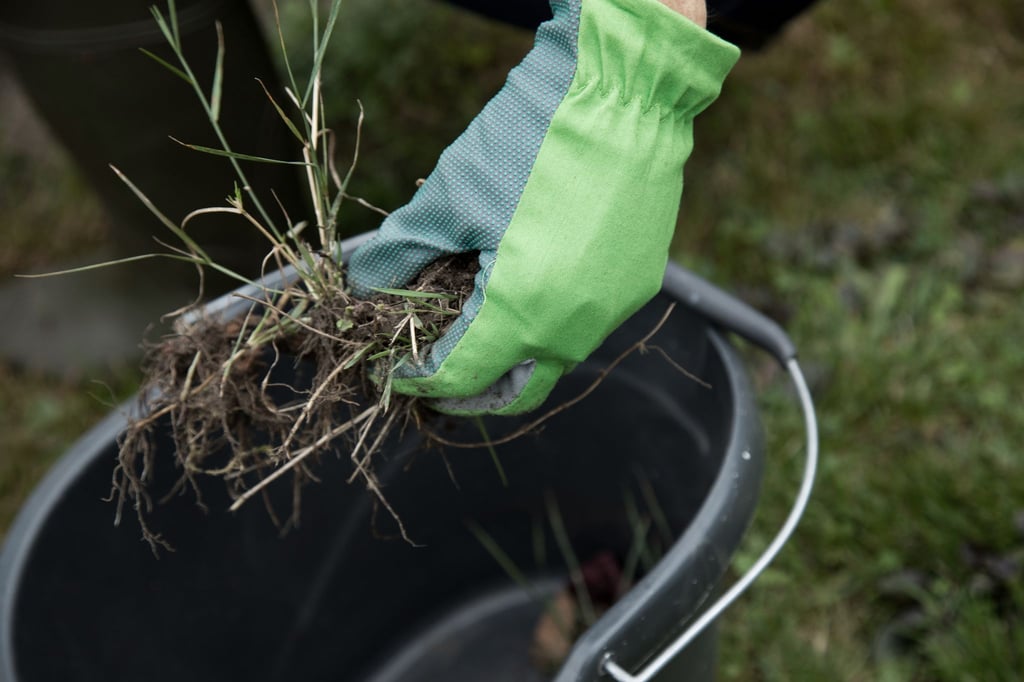 An frostfreien Tagen kann man gut Unkraut im Garten jäten. So ist die lästige Arbeit bereits vor Saisonstart erledigt.
