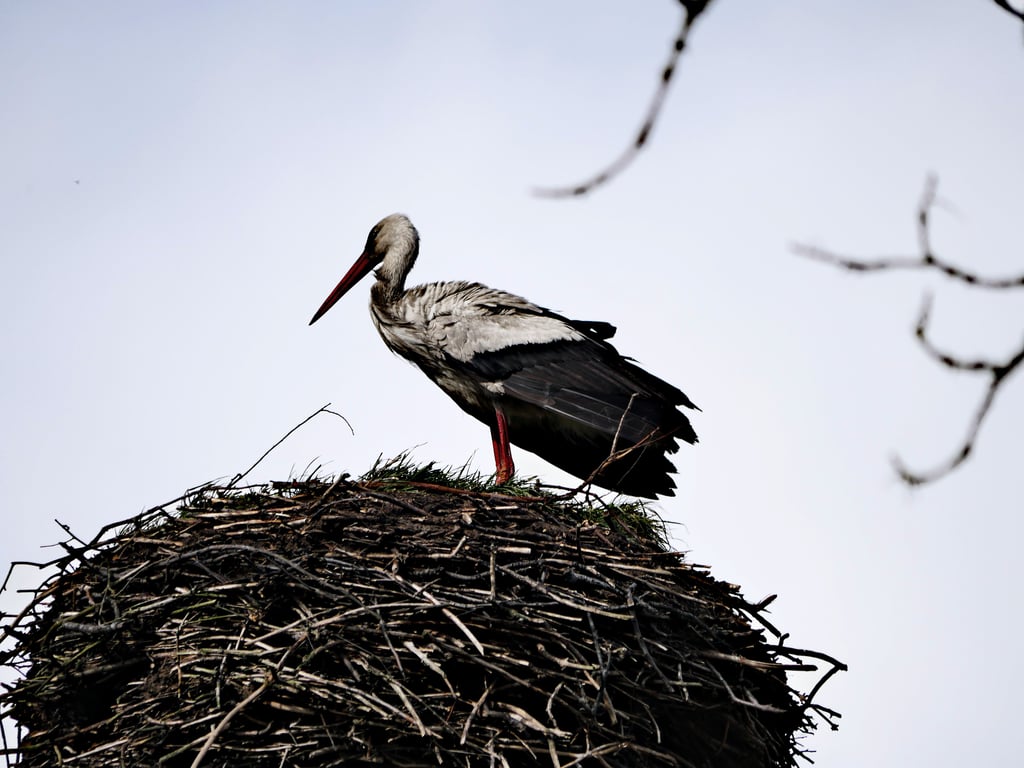 Der Storch ist nach langer Reise wieder in Kuhlhausen gelandet.