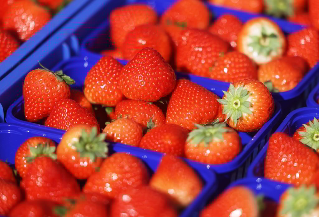 Erdbeeren gehören im Sommer für viele Menschen regelmäßig auf den Tisch.