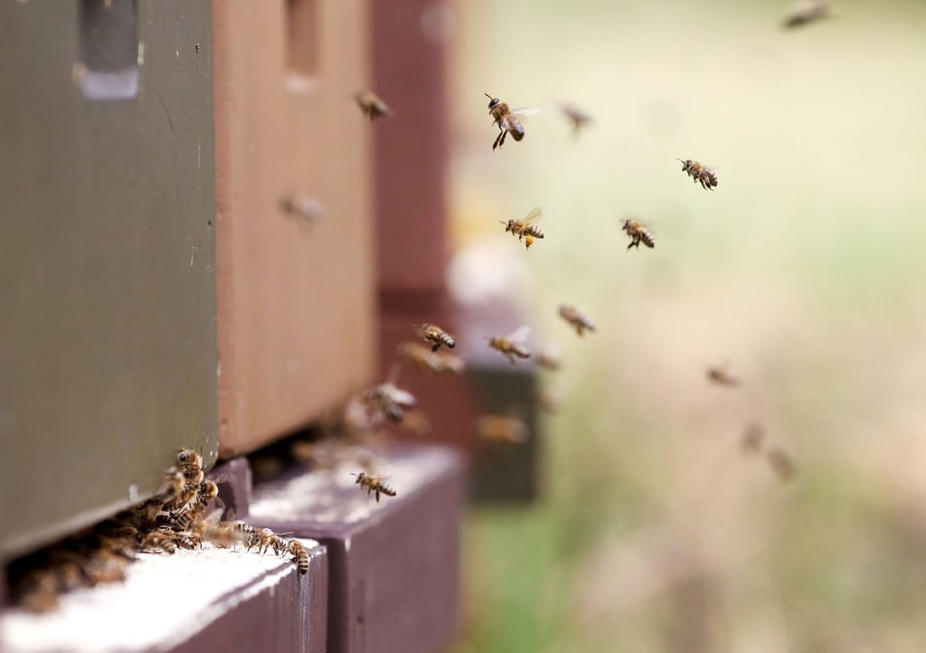 Bienen fliegen zu ihrem Bienenstock. Die deutschen Imkerverbände vermelden Zuwachs - vor allem mehr Frauen begeistern sich für die Tätigkeit.