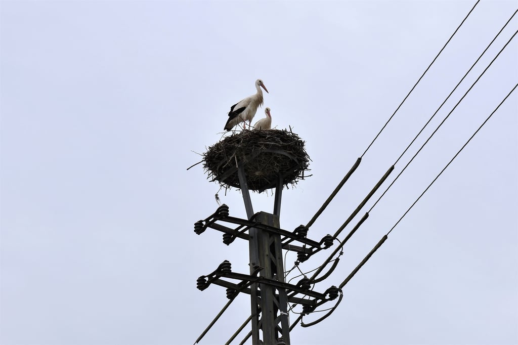 Auf dem Nest an der Hauptstraße in Magdeburg-Pechau stehen zwei Weißstörche.