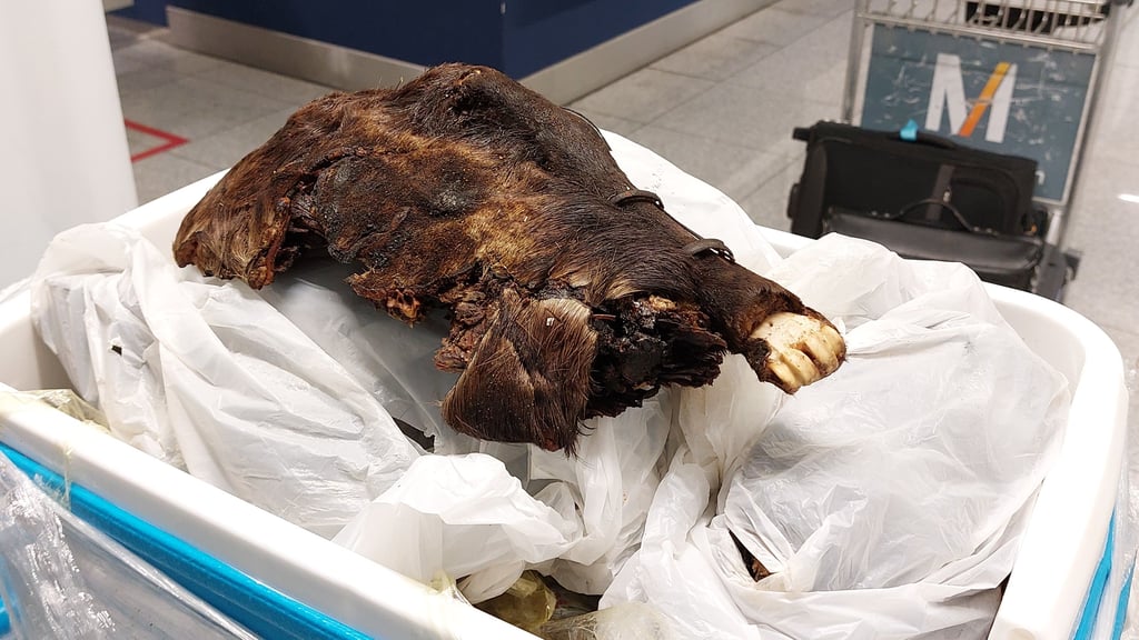Zollbeamte haben eine gebratene Rohrratte bei einer Gepäckkontrolle am Münchner Flughafen sichergestellt.