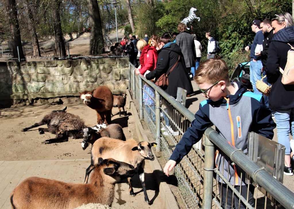 Tiere streicheln, füttern und beobachten zählen zu den Lieblingsbeschäftigungen von Kindern und Erwachsenen im Halberstädter Tiergarten, so wie hier zum Osterfest.