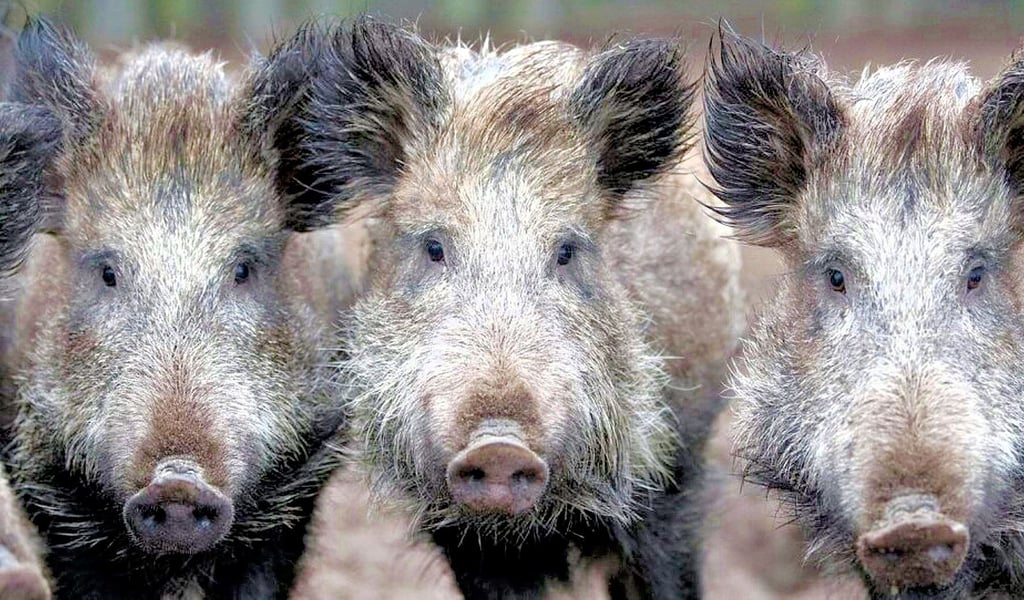 Wildschweine übertragen das Aujeszky-Virus, das im Vorjahr in Mansfeld-Südharz einen Jagdhund getötet hat.