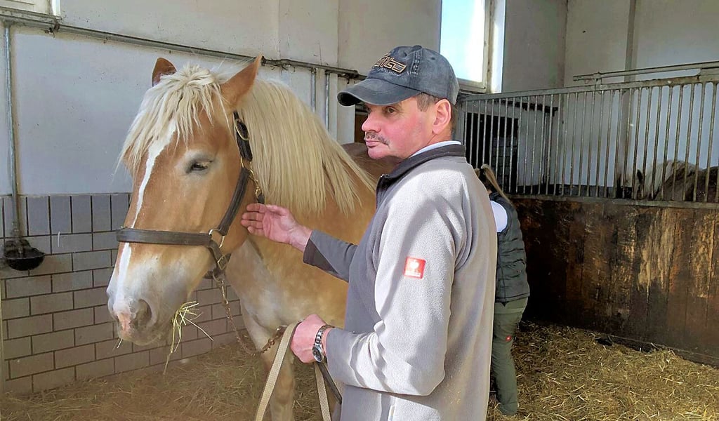 Gelassen lässt die neunjährige Stute Libelle von Uwe Deutschmann die Prozedur über sich ergehen.