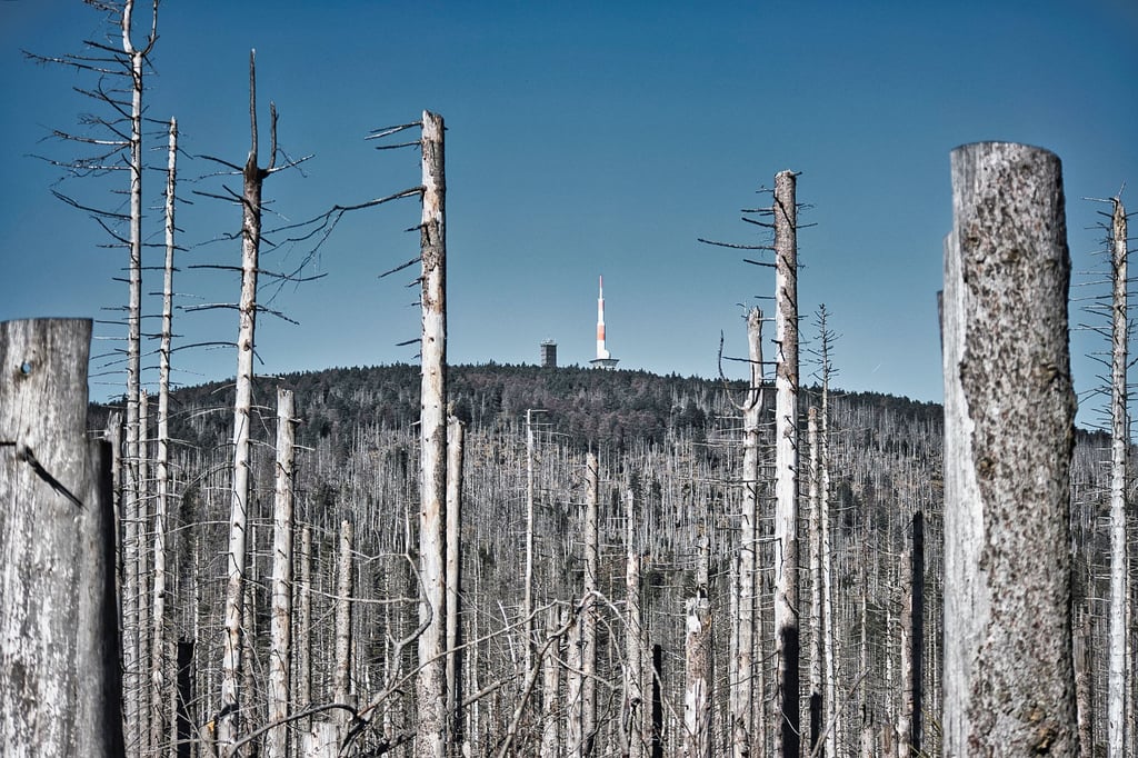 Der Harz ist das am massivsten vom Waldsterben betroffene Gebiet in Sachsen-Anhalt.