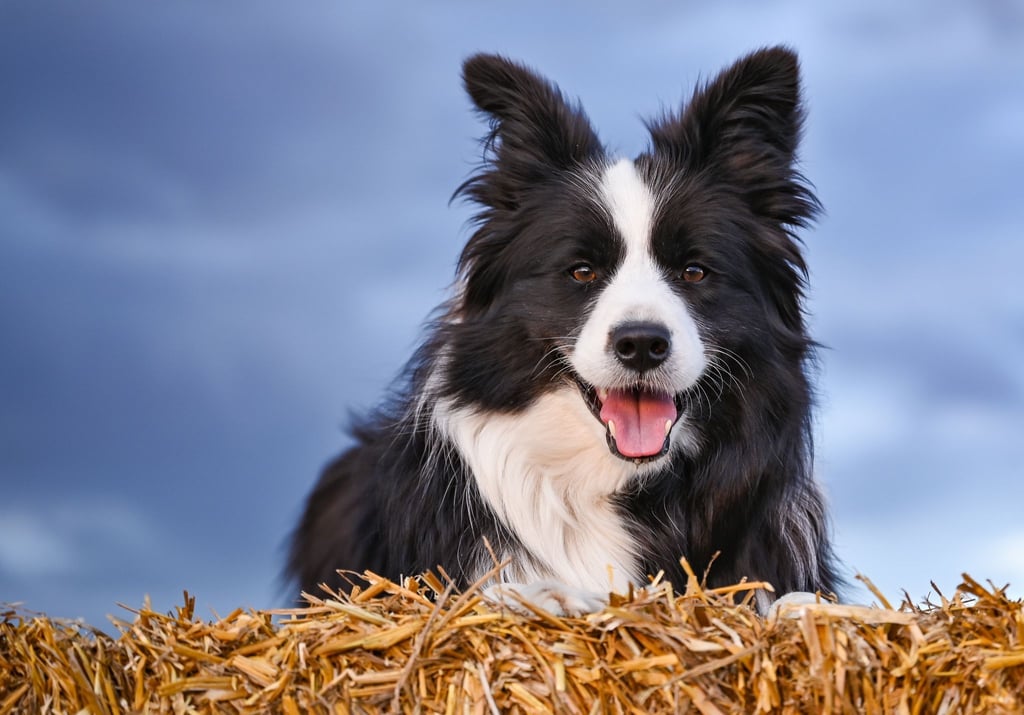 Der Hund als bester Freund des Menschen ist in der Corona-Zeit auch in Mansfeld-Südharz besonders häufig in die Haushalte eingezogen.