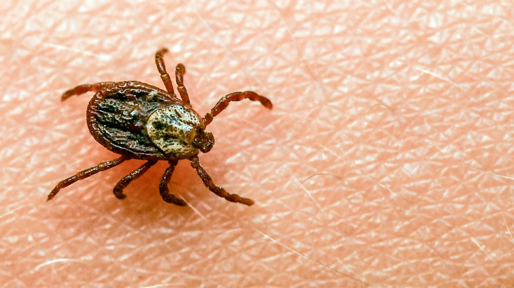 In Sachsen-Anhalt startet die Zeckensaison. Durch den Stich einer Zecke können die Krankheiten FSME und Borreliose ausgelöst werden.Symbolfoto: Patrick Pleul/dpa-Zentralbild/dpa/