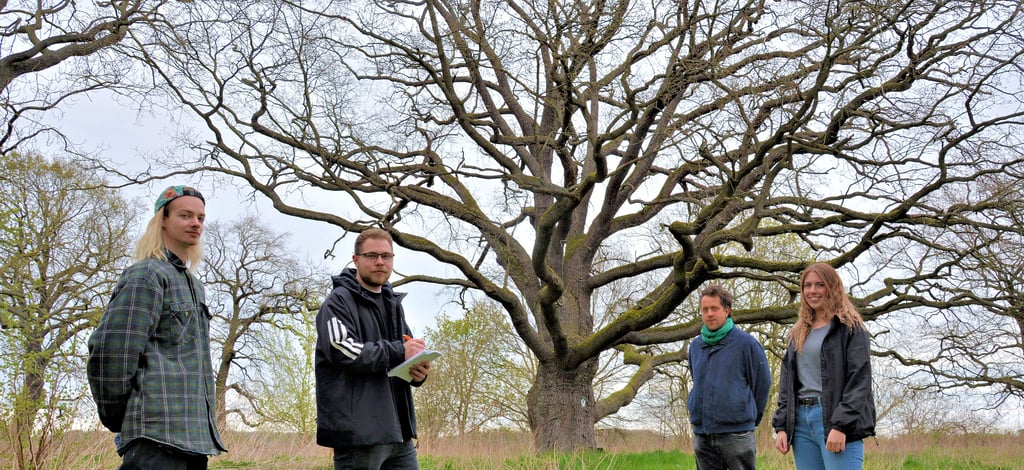 Jonas Pach, Jan Brüggemann, Carl Enke und Josephine Palme (von links) von der Fachhochschule Bernburg erarbeiten ein Konzept für das Lichtblütenfest in Lindstedt. Die große Eiche im Hintergrund soll dabei auf jeden Fall eine Rolle spielen.