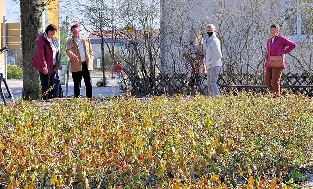 Blumen und Informationstafel am neuen EdlefKöppenPlatz in Genthin geplant