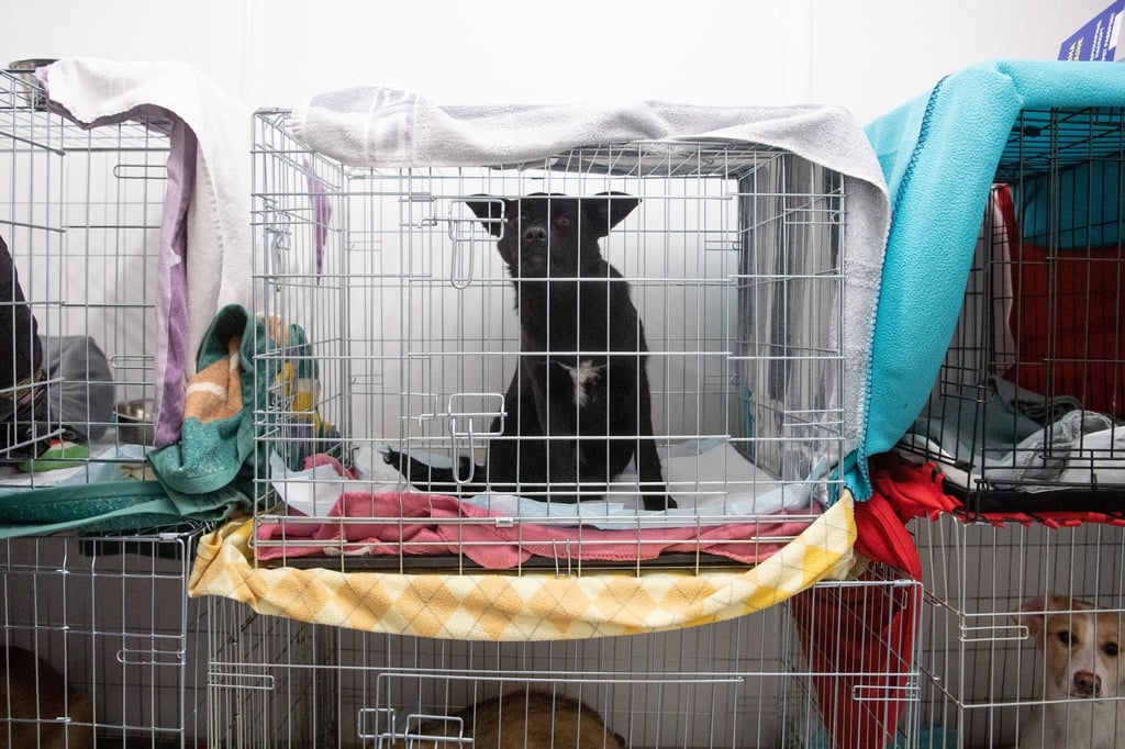 Deutschland hat die Einreisebedingungen für die tierischen Begleiter der Geflüchteten gelockert - in den Notunterkünften werden sie aber allenfalls geduldet. Jetzt werden dringend Unterkünfte für ukrainische Haustiere gesucht.