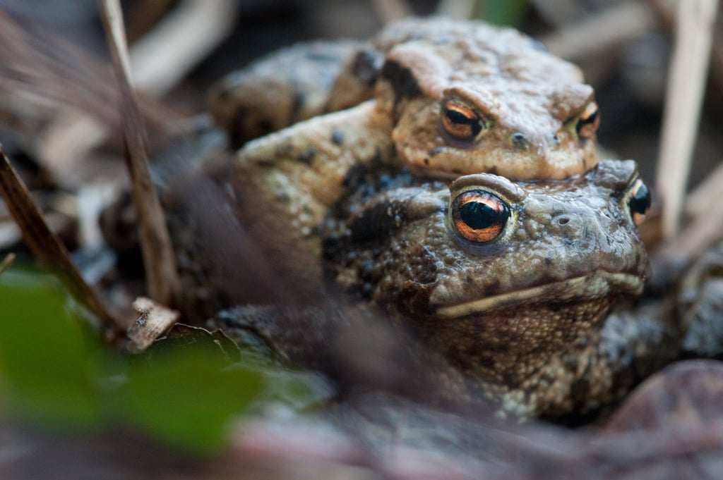 Ein Erdkrötenpärchen auf dem Weg zu ihrem Geburtsgewässer, um abzulaichen. Amphibien ziehen kaum noch in größeren Kolonnen, sondern eher einzeln.
