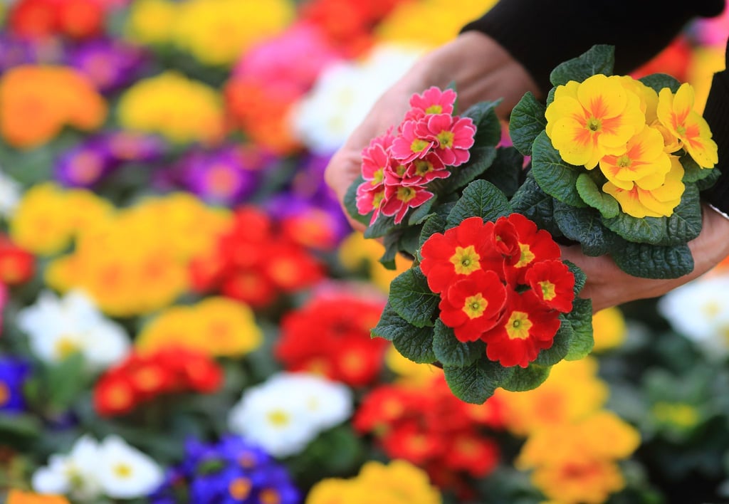 Endlich Blüten für den Balkon und die Töpfe am Hauseingang! Aber: Primeln halten nur bedingt Kälte aus.