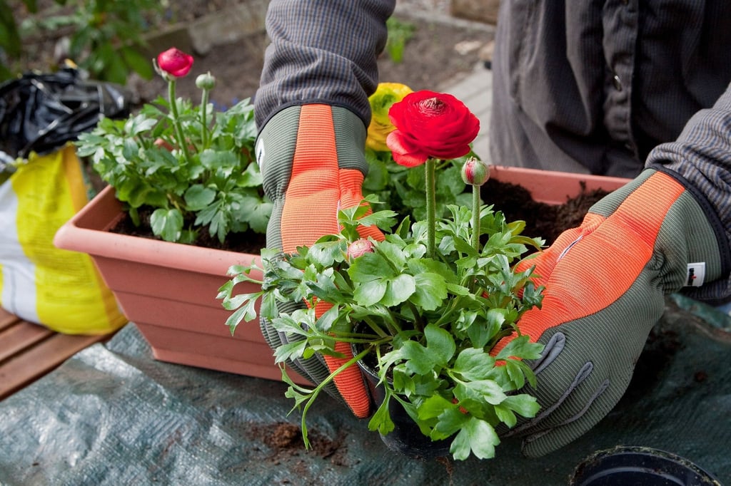Bevor die Ranunkeln in frische Blumenerde kommen, am besten den Erdballen wässern und die Wurzeln lockern.