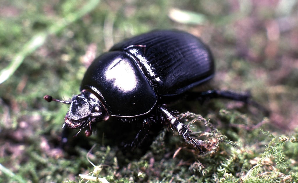 Rossmistkäfer (Geotrupes stercorarius) leben bevorzugt im Wald. Viele Insektenarten sind in ihrem Bestand gefährdet.