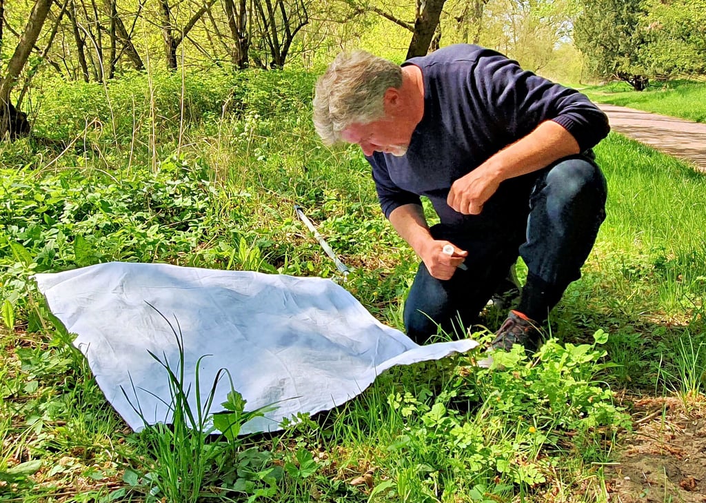 Ein weißes Baumwolltuch ist über dem feuchten Park-Boden ausgebreitet. Biologe Martin Komorek inspiziert sein Arbeitswerkzeug genau, um herauszufinden, ob der Magdeburger Stadtpark ein Zuhause von Zecken ist.