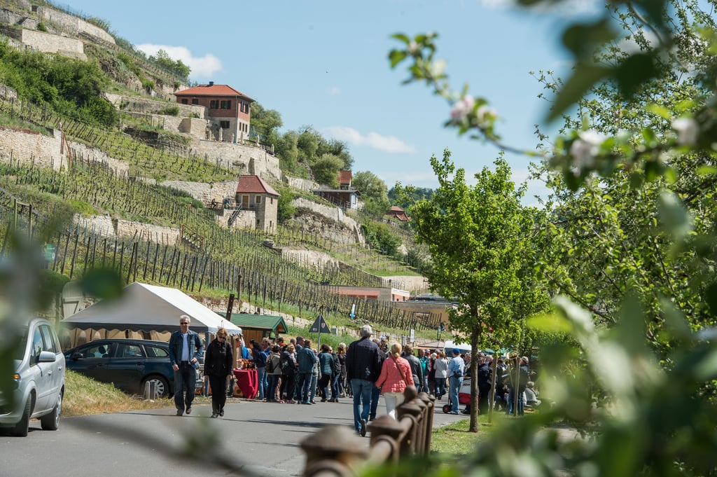 Weinfreunde zieht es am 1. Mai traditionell zum Freyburger Weinfrühling.