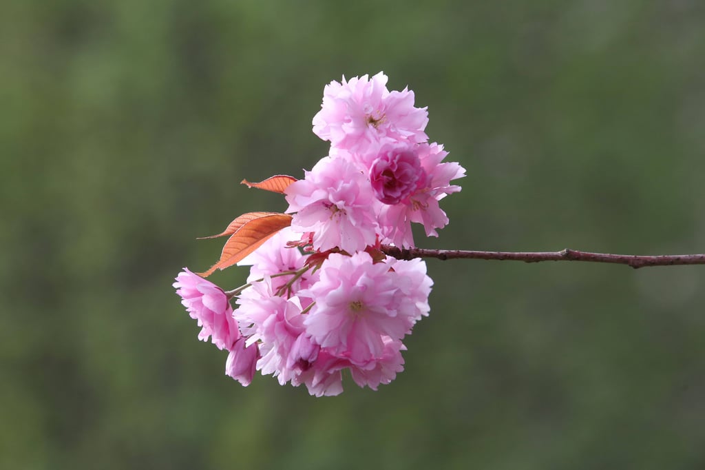 Sonnig oder regnerisch? Wie wird das Wetter am 1. Mai?
