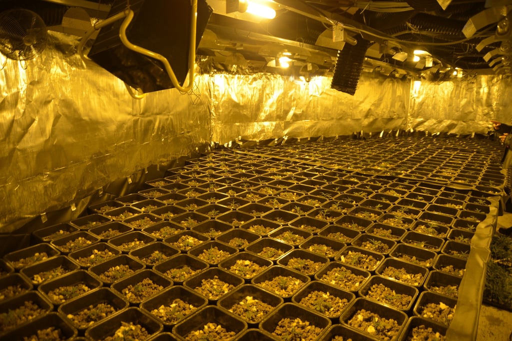 Bei einer Razzia im Februar 2020 wurden in Staßfurt 2000 Cannabispflanzen sichergestellt.