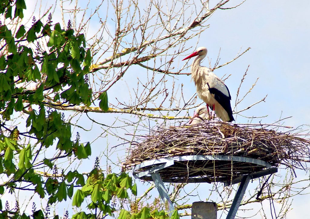 Storch in Görzig