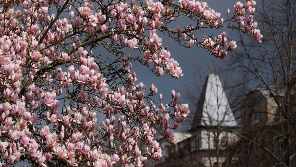 Wie wird das Wetter am 1. Mai? Foto: Sebastian Willnow/