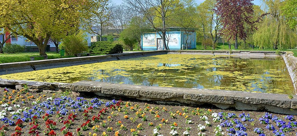 Regenwasser füllt das Becken, die Bepflanzung kann die desolate Umrandung des Brunnens am Breiten Tor nicht kaschieren.