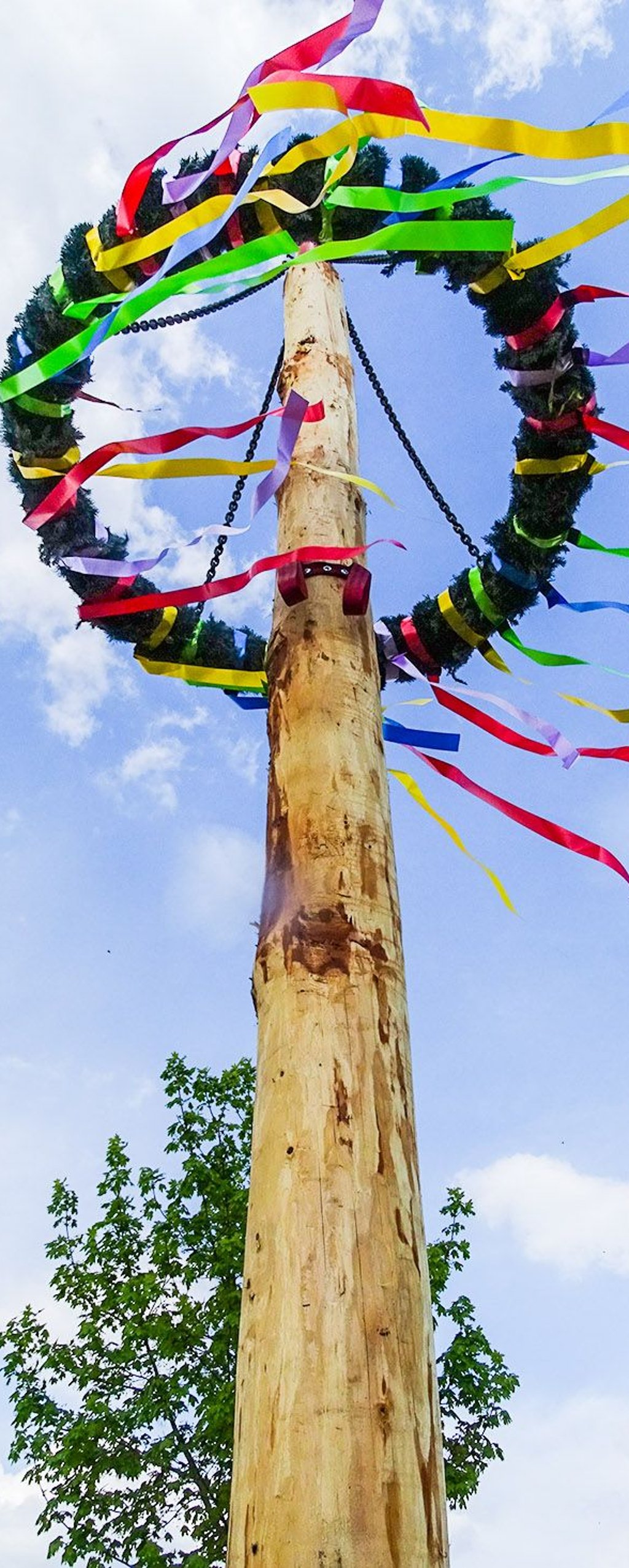 Frisch geschlagen ist der Maibaum