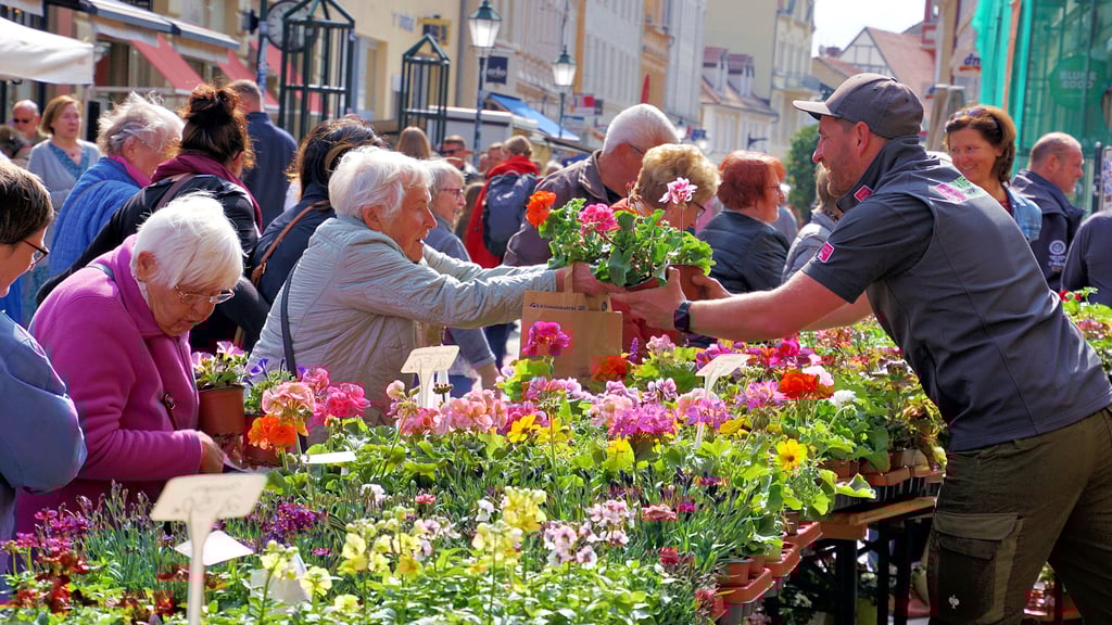 Stendal wird zum MegaGarten Hunderte strömen in die Innenstadt