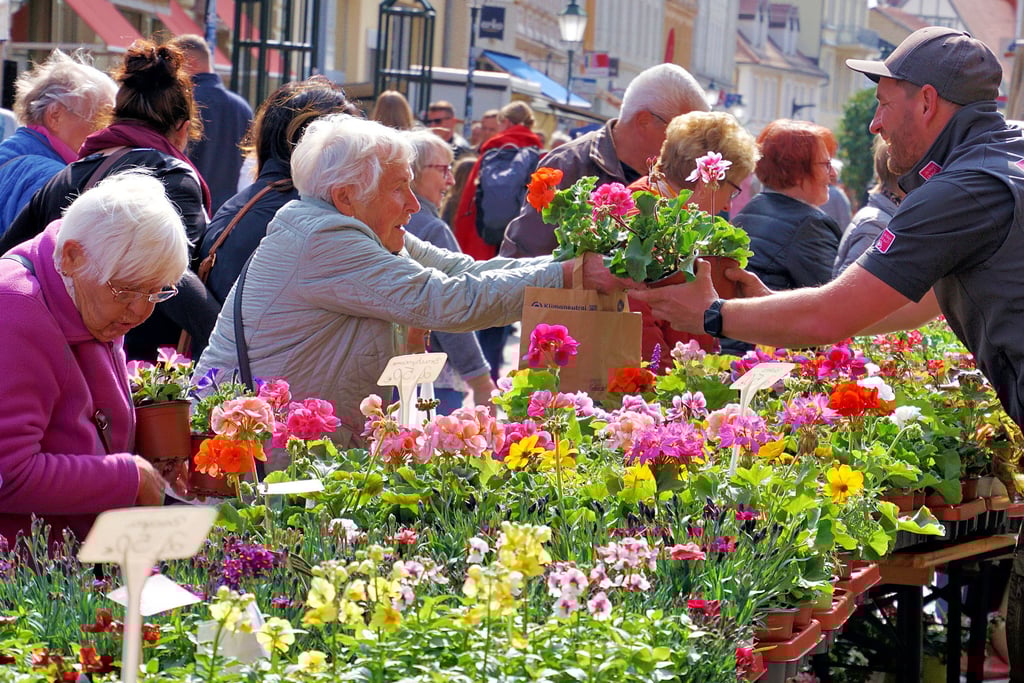Den Händlern wurden die Blumen in der Stendaler Fußgängerzone geradezu aus den Händen gerissen. Kaum ein Gast ging ohne eine Pflanze nach Hause. Auch der ein oder andere Dekorationsartikel wurde gekauft.