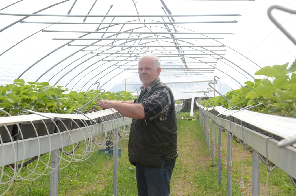 Thorsten Thiede, Landwirt aus Bühne, baut in diesem Jahr erstmals Erdbeeren auf Stellagen an. In der Region ist dies bisher einmalig. Für die Erntehelfer bieten Stellagen bessere Arbeitsbedingungen.