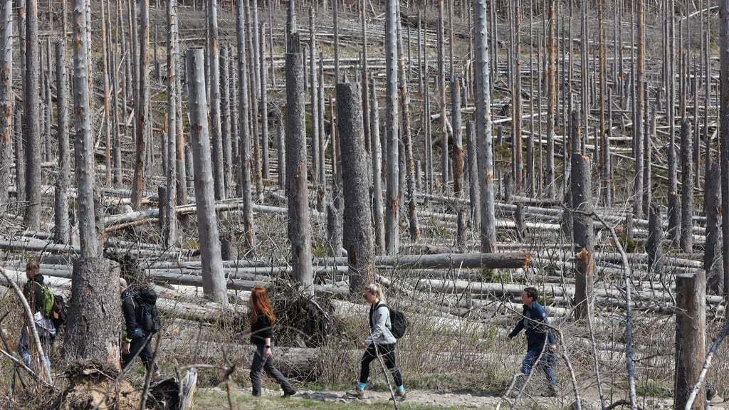 Befeuern die abgestorbenen Fichten im Nationalpark Harz Waldbrände? Das soll eine Studie der Technischen Universität Dresden klären. Dies war unter anderem Thema der Gesprächsrunde am Samstag auf dem Brocken.